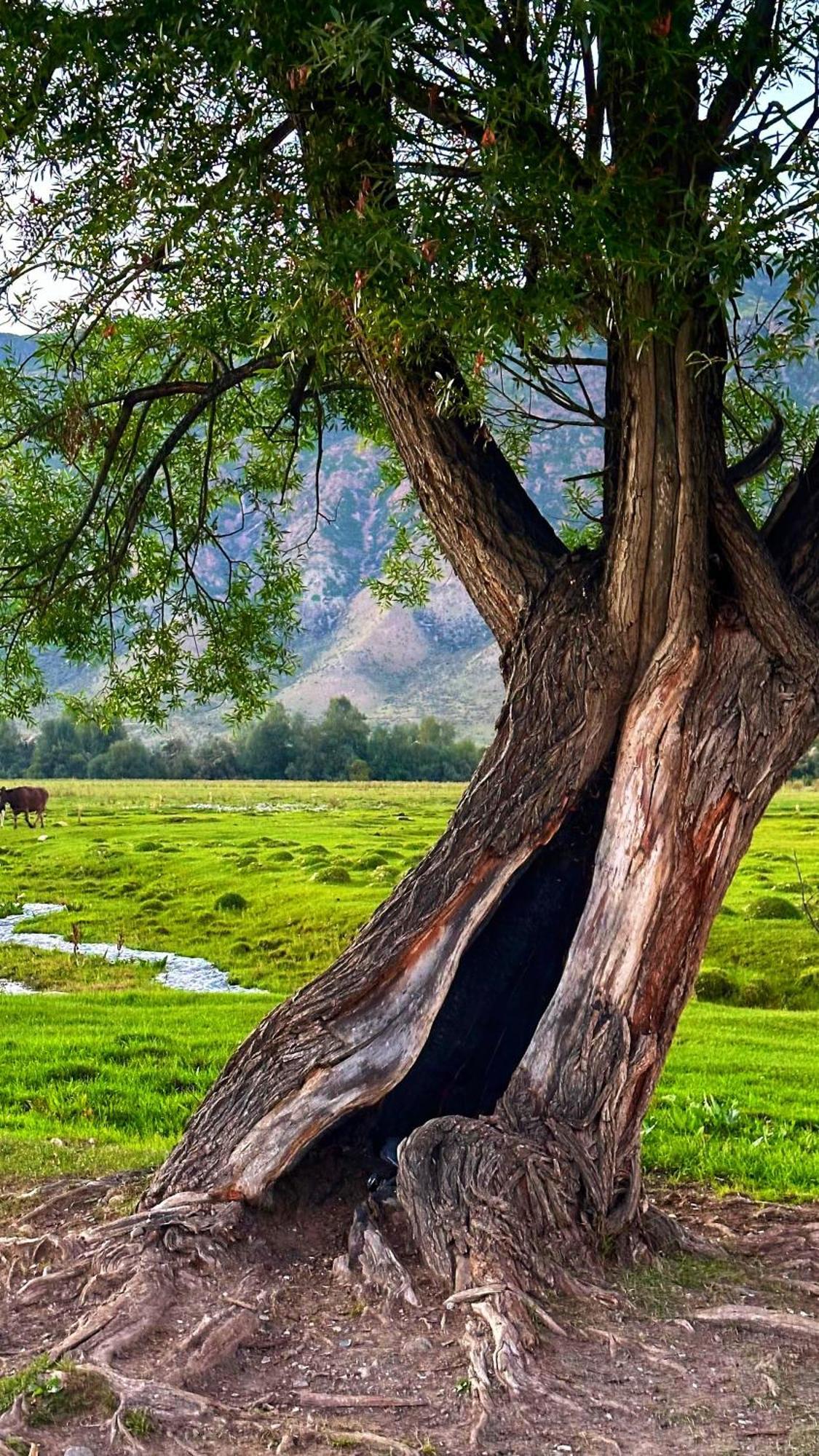 Kolsay Kazakh Village Saty Zewnętrze zdjęcie